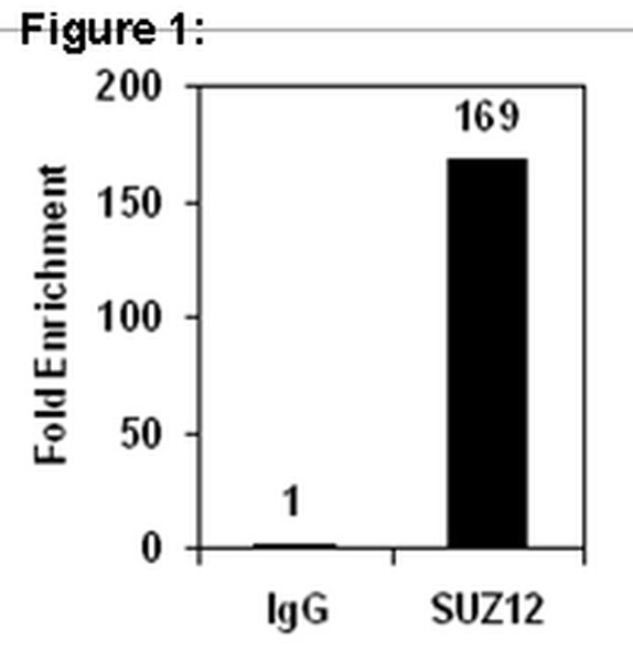 RIPAb+™ SUZ12 - RIP Validated Antibody and Primer Set | 03-179